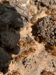 Lasius aphidicola