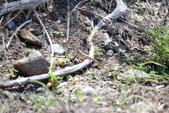 Leiocephalus raviceps