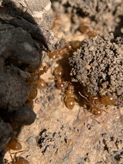 Lasius aphidicola