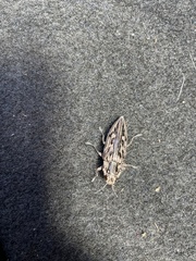 Chalcophora virginiensis