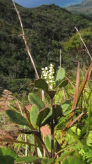 Pterophylla ouaiemensis