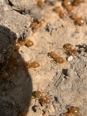 Lasius aphidicola
