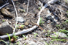 Leiocephalus raviceps