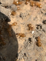 Lasius aphidicola