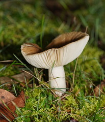 Russula neerimea
