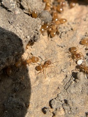 Lasius aphidicola