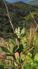 Pterophylla ouaiemensis