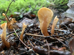 Cudoniaceae