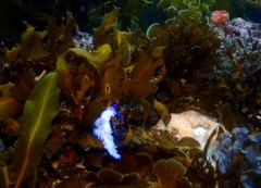 Pteraeolidia ianthina
