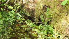 Berula