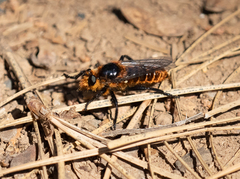 Laphria asackeni