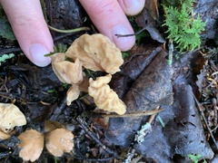 Cudoniaceae