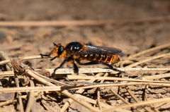 Laphria asackeni
