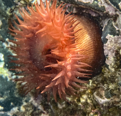Actinia striata