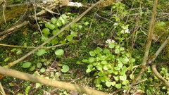 Cochlearia polonica