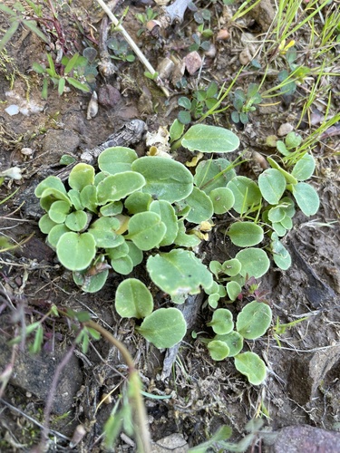 iNaturalist observation photo of flowering plants