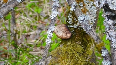 Bryophyta