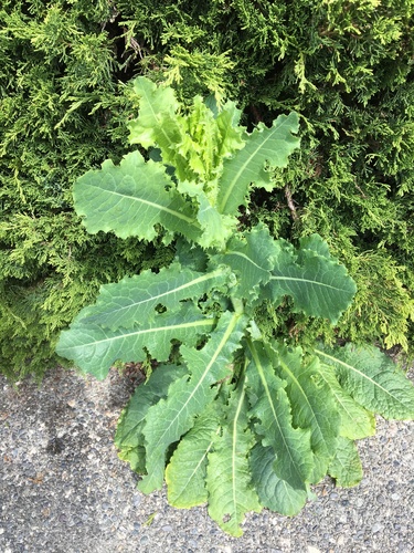 Lactuca virosa L.