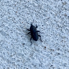 Sphenophorus inaequalis