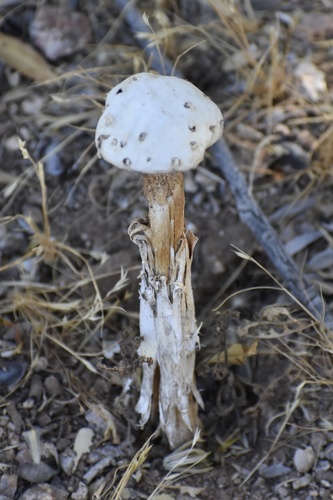 Saltshaker Stiltball