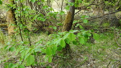 Corylus avellana