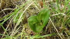 Neottia ovata