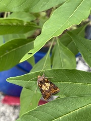 Argyrogramma verruca