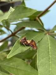 Argyrogramma verruca