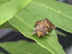 Argyrogramma verruca
