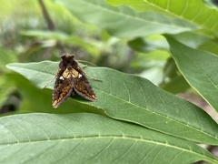 Argyrogramma verruca