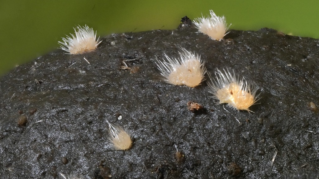 Lasiobolus cuniculi