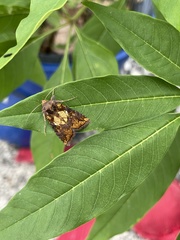Argyrogramma verruca