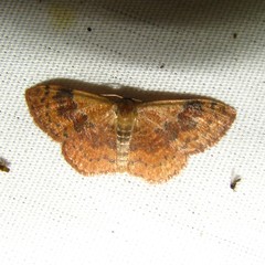 Leptostales ferruminaria