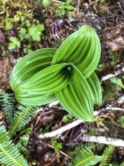 Veratrum viride eschscholtzianum