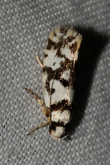 Lichenaula melanoleuca