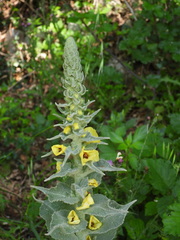 Verbascum boerhavii