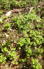 Rubus idaeus