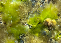 Ulva rigida