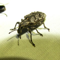 Ithycerus noveboracensis