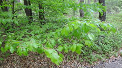Fagus sylvatica