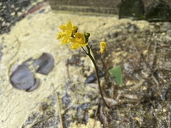 Utricularia inflata