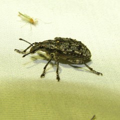 Ithycerus noveboracensis