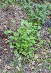 Alliaria petiolata
