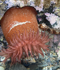 Actinia striata