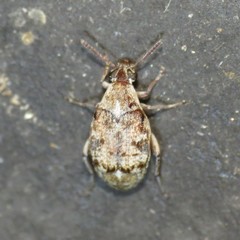 Algarobius prosopis