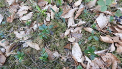 Vaccinium vitis-idaea