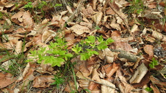 Vaccinium myrtillus