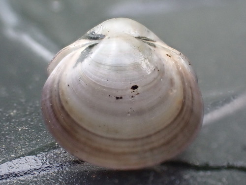 Swamp Fingernailclam