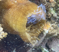 Actinia striata