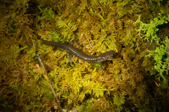 Plethodon nettingi